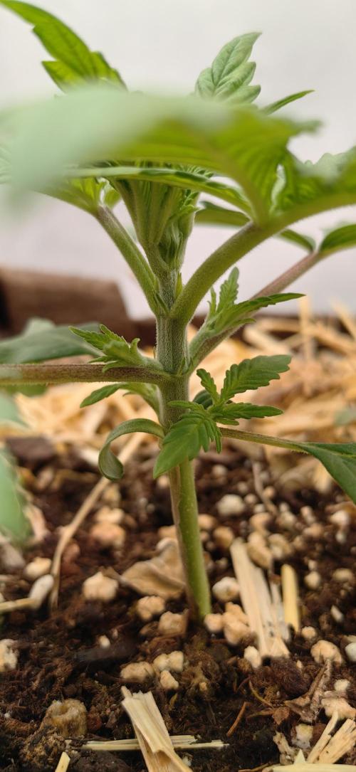 Sativa Domina's. Week 3 - Triebe der Strawberry 