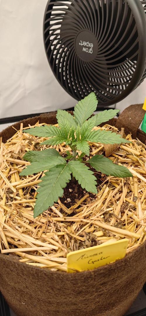 Sativa Domina's. Week 3 - Mimosa gusher 