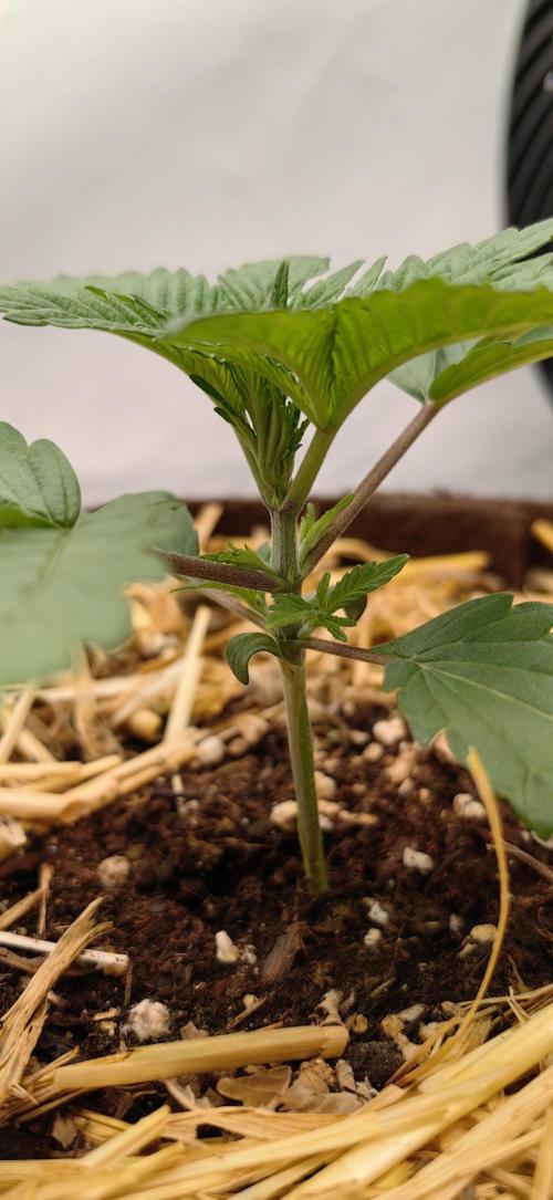 Sativa Domina's. Week 3 - Triebe der Mimosa 