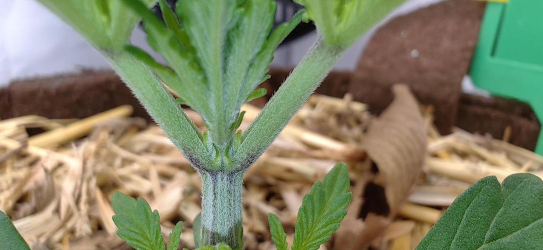 Sativa Domina's. Week 3