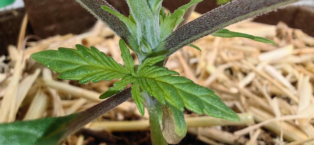 Sativa Domina's. Week 3 - So liebe ich die internodien Abstände 