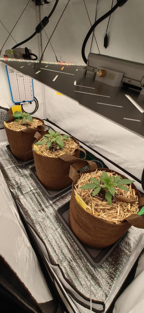 Sativa Domina's. Week 3