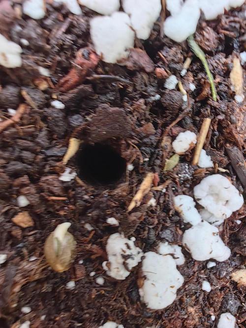 Grow domina's. Week 0 - Erster Schritt 