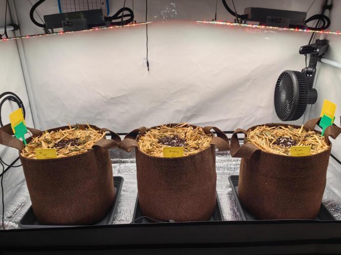 Grow domina's. Week 0 - Das Zuhause 