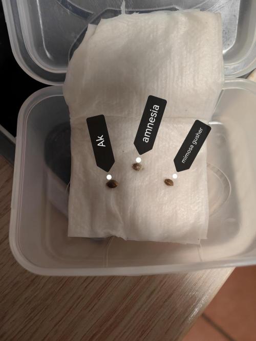 Grow domina's. Week 0