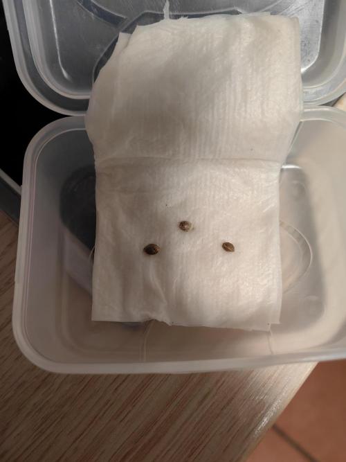 Grow domina's. Week 0