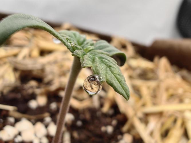 Grow domina's. Week 1 - 💦 Is life 🌱