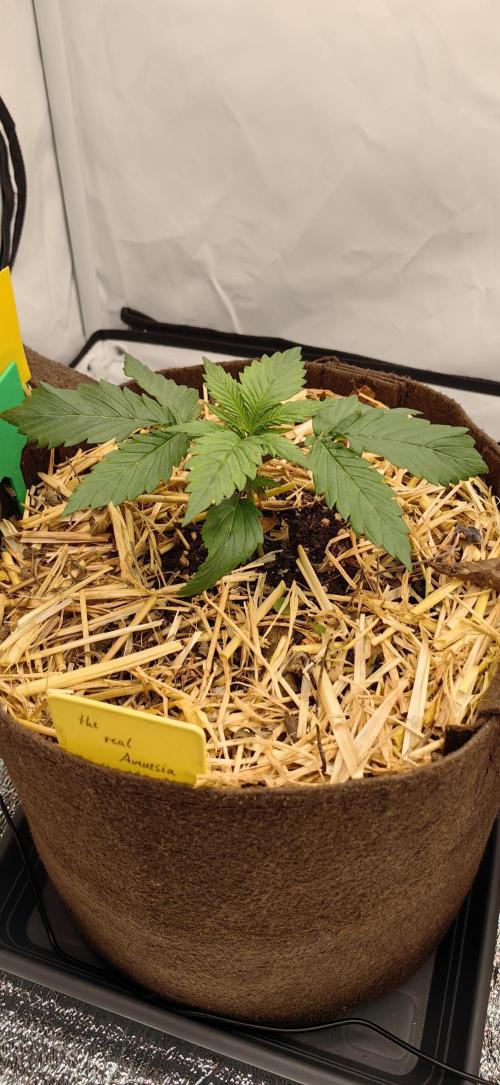 Grow domina's. Week 3 - Amnesia 