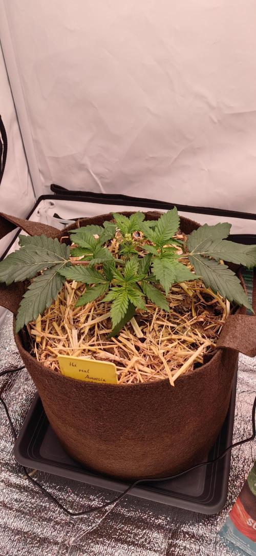 Frühlingsglocken. Week 4
