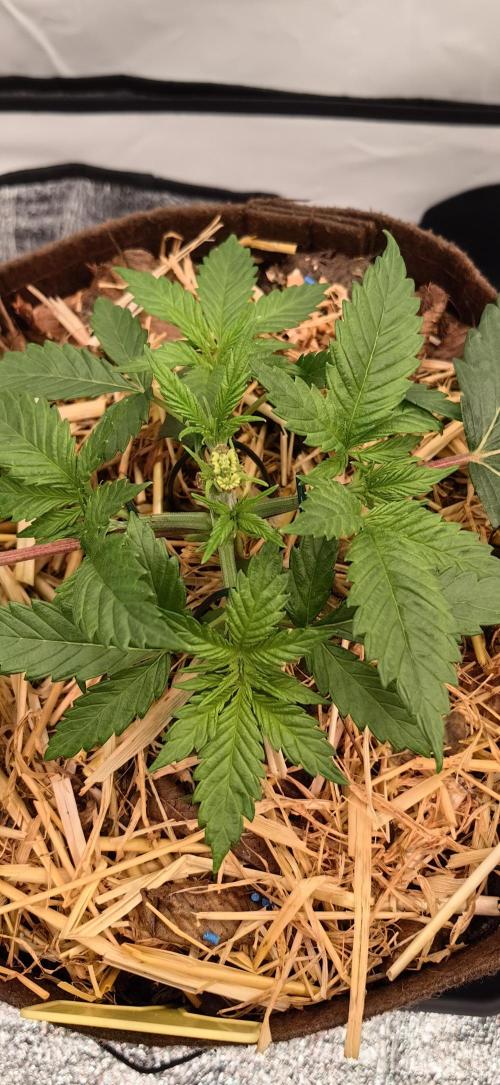 Frühlingsglocken. Week 4 - Amnesia 