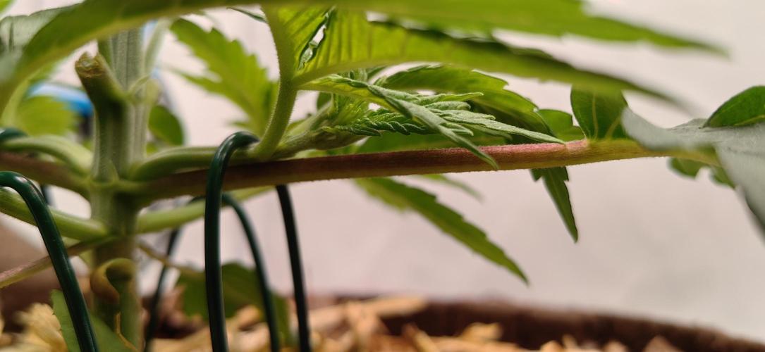 De Akeil. Week 4 - LST für alle ladys