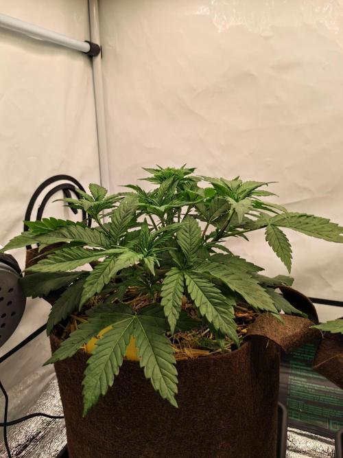 Frühlingsglocken. Week 5 - Amnesia