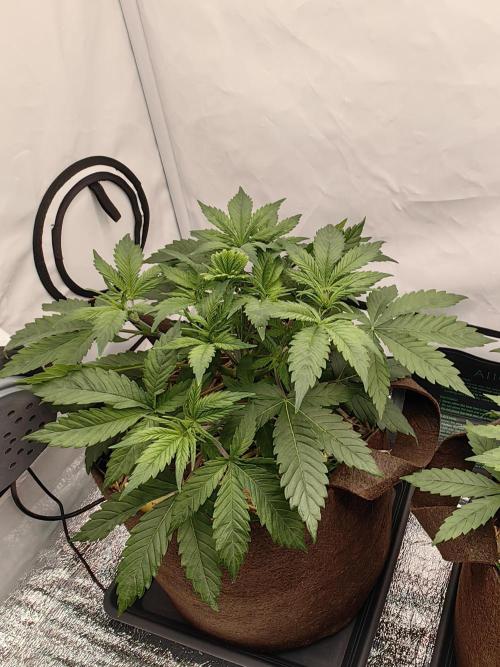 Frühlingsglocken. Week 5 - Vorm LST 