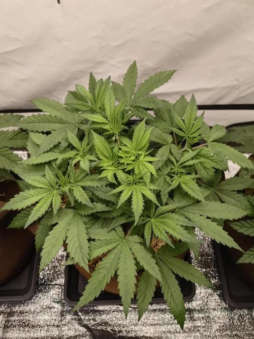 De Akeil. Week 5