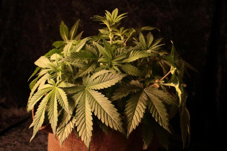 Frühlingsglocken. Week 6 - Amnesia der Sativa busch 
