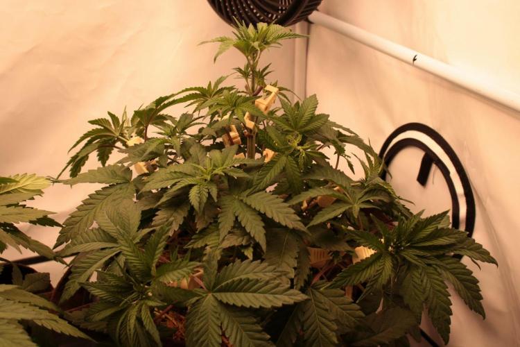 Frühlingsglocken. Week 6 - Nach LST :Mimosa 