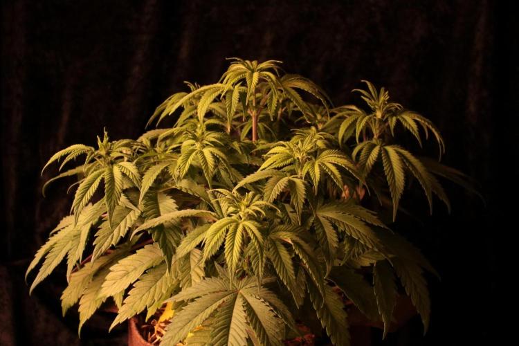 Frühlingsglocken. Week 7 - Real amnesia 
