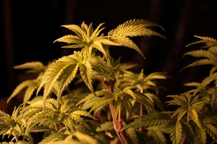 Frühlingsglocken. Week 7 - LST LST LST 