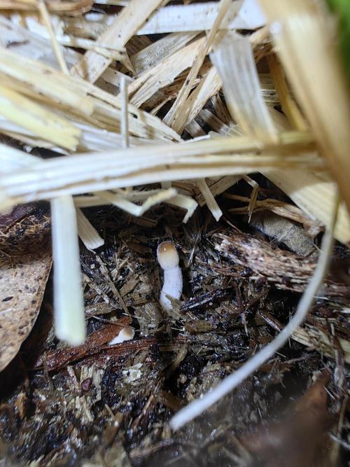 Frühlingsglocken. Week 8 - 🍄😍