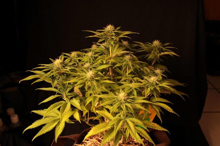 Frühlingsglocken. Week 9 - The real amnesia 