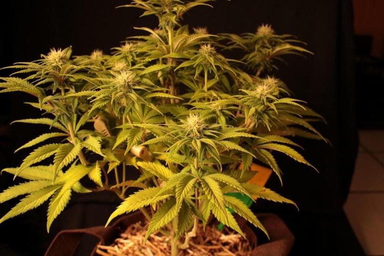Frühlingsglocken. Week 9 - Amnesia 