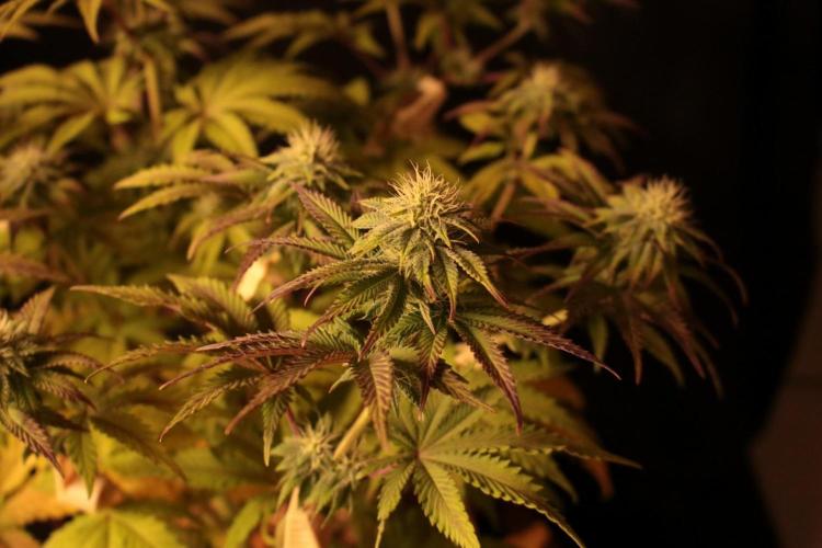 Frühlingsglocken. Week 9 - Mimosa buds 