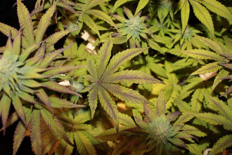 Frühlingsglocken. Week 9 - Nice 🍁 