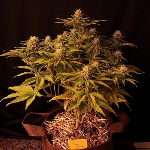 Frühlingsglocken. Week 10 - Amnesia 