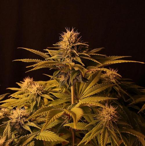Frühlingsglocken. Week 10 - Mainbud Amnesia 