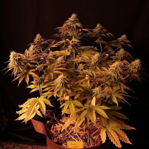 Frühlingsglocken. Week 10 - Mimosa Gusher 