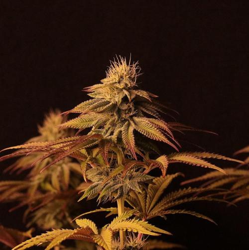 Frühlingsglocken. Week 10 - Mainbud Mimosa 