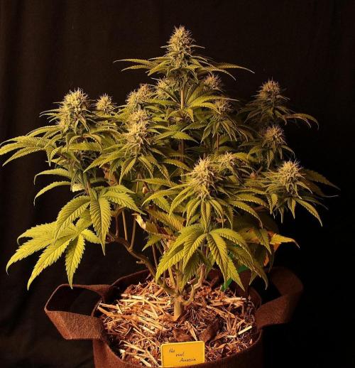 Frühlingsglocken. Week 11 - The real Amnesia 