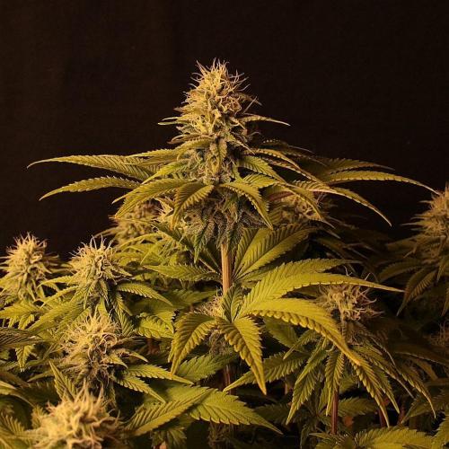 Frühlingsglocken. Week 11 - Topbud Amnesia 