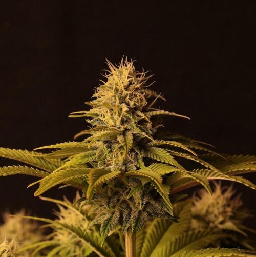 Frühlingsglocken. Week 11 - Topbud