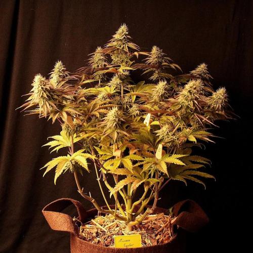 Frühlingsglocken. Week 11 - Mimosa gusher 