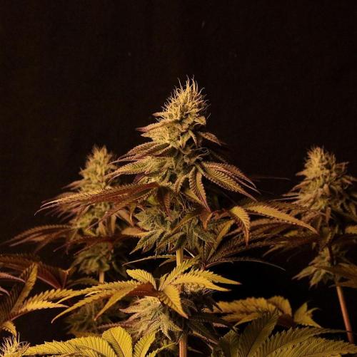 Frühlingsglocken. Week 11 - Topbud Mimosa 
