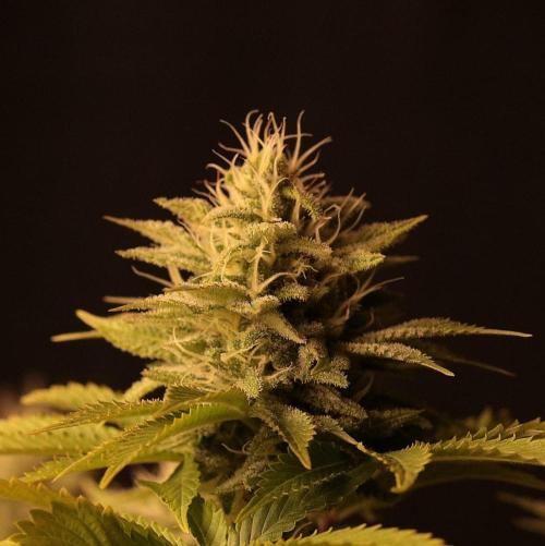 De Akeil. Week 11 - Topbud 