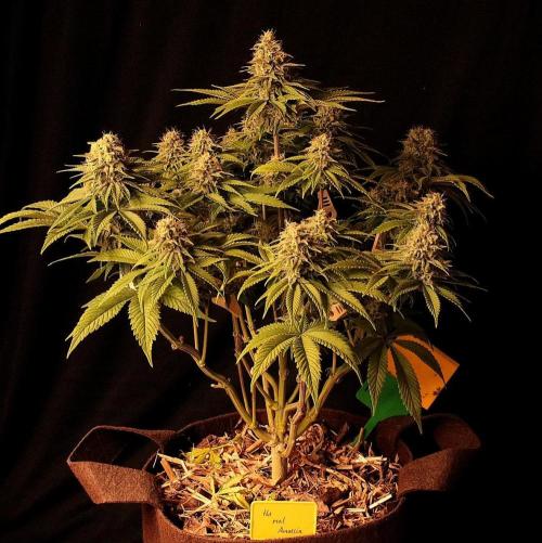 Frühlingsglocken. Week 12 - The real amnesia 