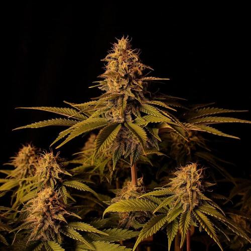 Frühlingsglocken. Week 12 - Topbud Amnesia 