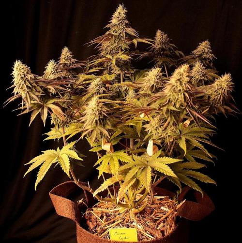 Frühlingsglocken. Week 12 - Mimosa gusher 