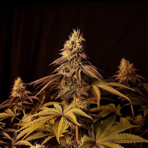 Frühlingsglocken. Week 12 - Topbud Mimosa 