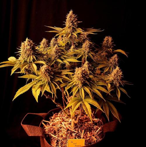Frühlingsglocken. Week 14 - Amnesia 