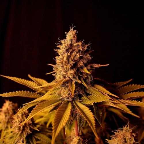 Frühlingsglocken. Week 14 - Topbud Amnesia 