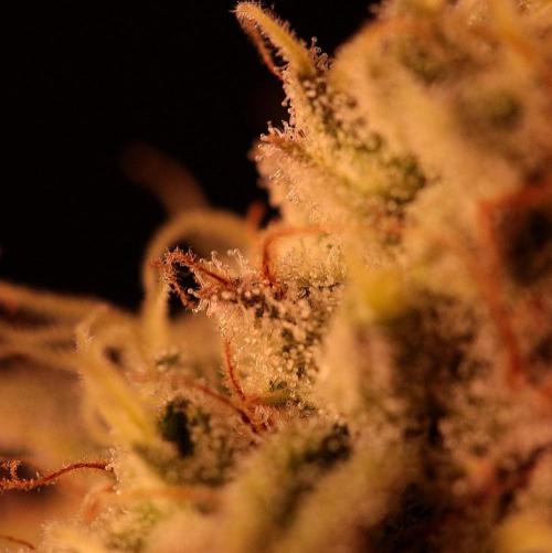 Frühlingsglocken. Week 14 - Trichome Amnesia 