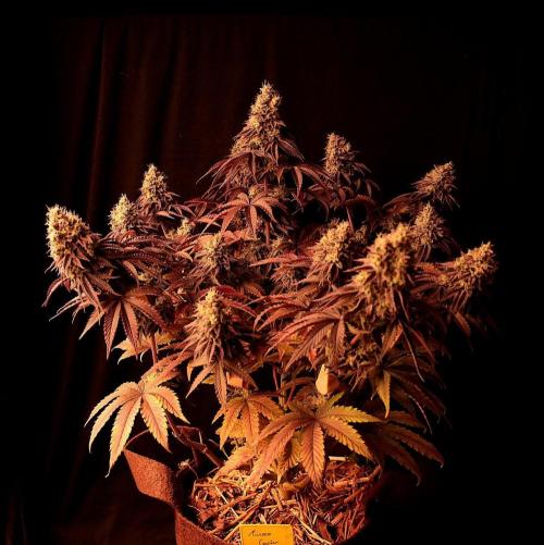 Frühlingsglocken. Week 14 - Mimosa gusher 