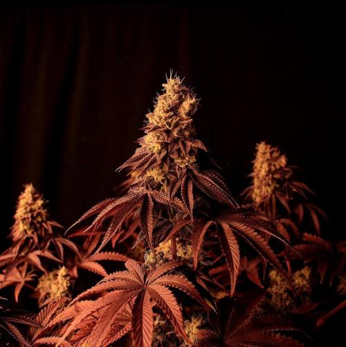 Frühlingsglocken. Week 14 - Topbud Mimosa 