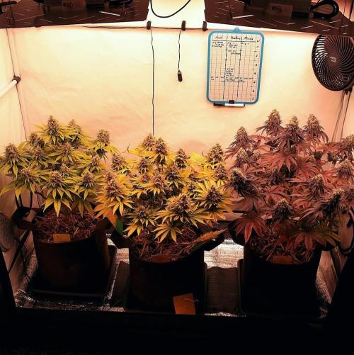 Frühlingsglocken. Week 14 - Tent shot all 3