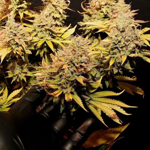 De Akeil. Week 15 - Die buds im detail