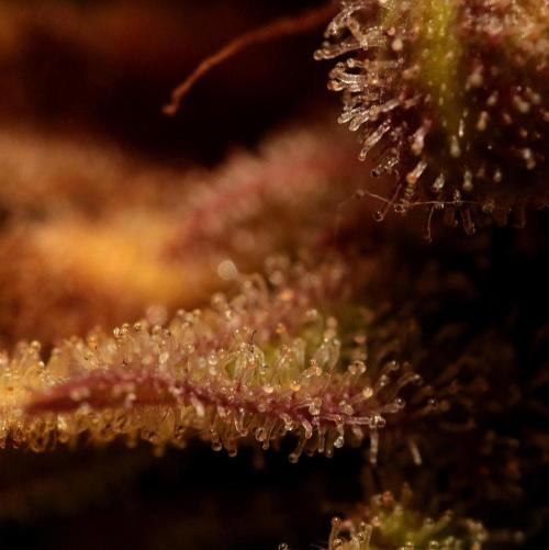 De Akeil. Week 15 - Trichome 