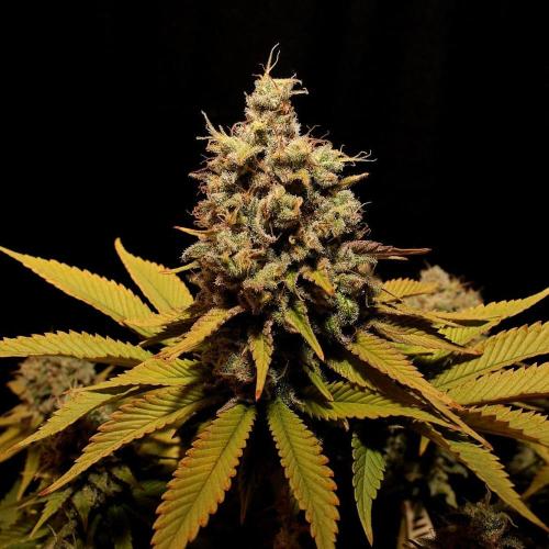 Frühlingsglocken. Week 15 - Topbud der amnesia 
